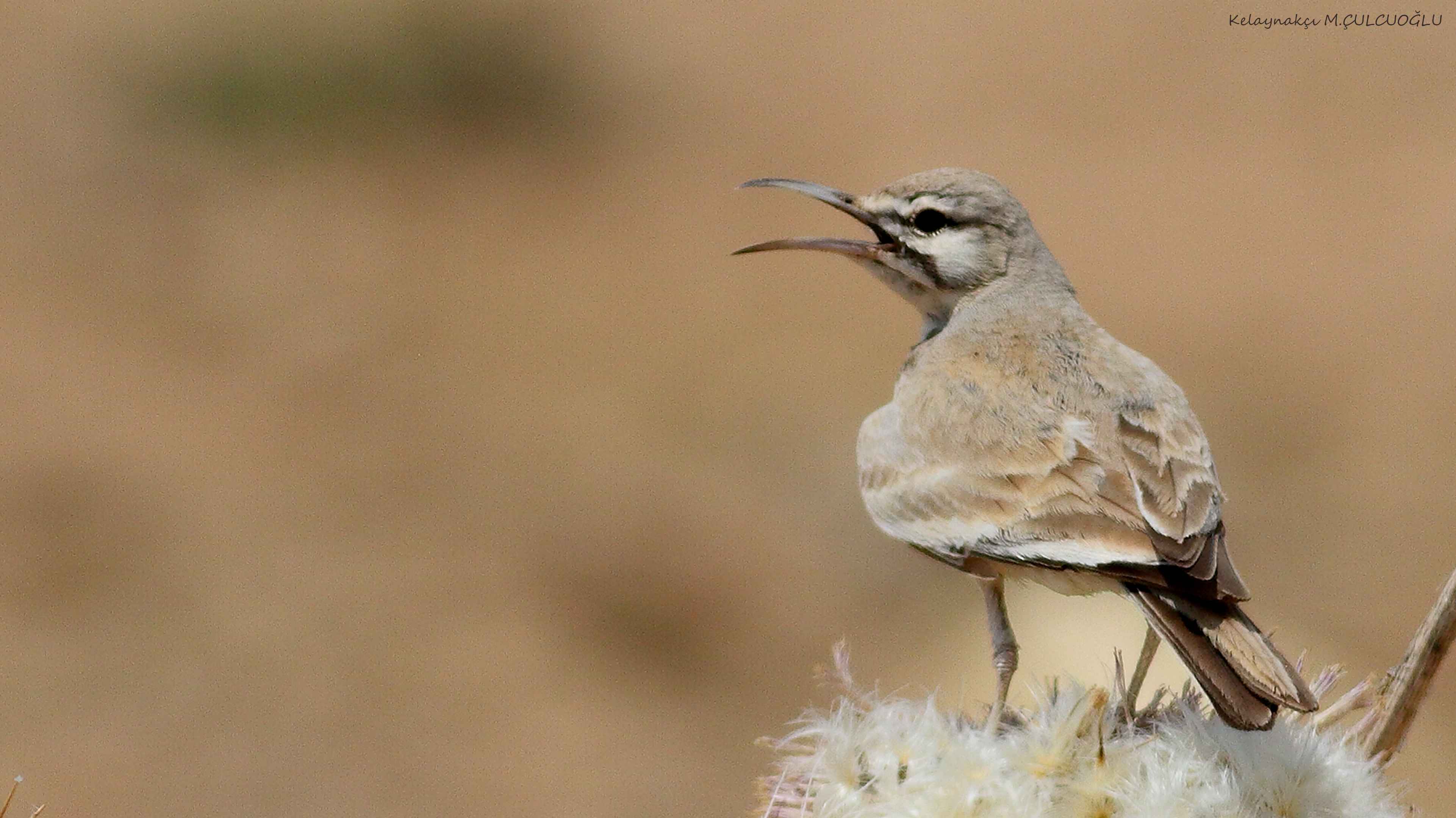 Greater Hoopoe-Lark